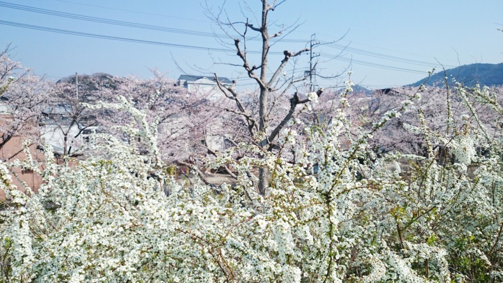 桜＋花